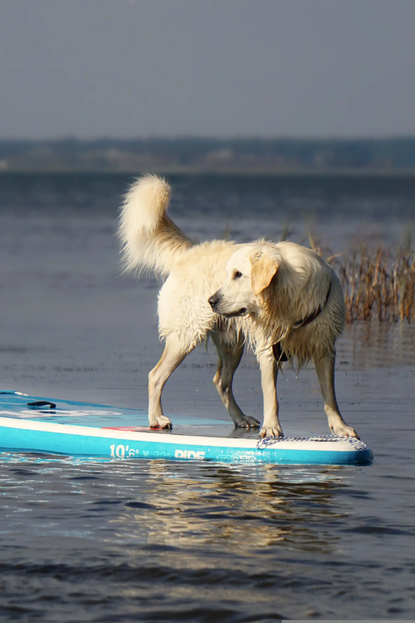 Hund auf einem Stand-up-Paddle-Board auf dem Klostersee in Dargun – Wasserspaß im Urlaub mit Hund. (Foto: https://pixabay.com/fr/users/anjagh-11388385/)